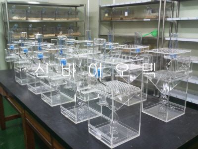Rat Metabolic Cage